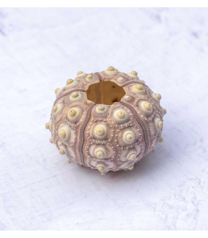 Comprar Planta de aire tillandsia con soporte Sea urchin Inoi