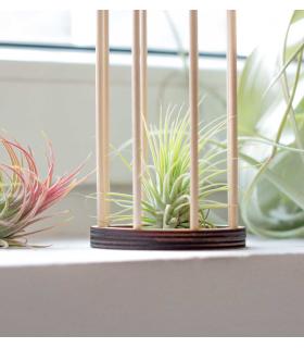Comprar Planta de aire tillandsia con soporte Supporto Gab in legno