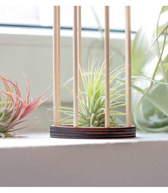 Comprar Planta de aire tillandsia con soporte Suporte de Gab de madeira