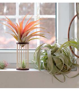 Comprar Planta de aire tillandsia con soporte Supporto Gab in legno