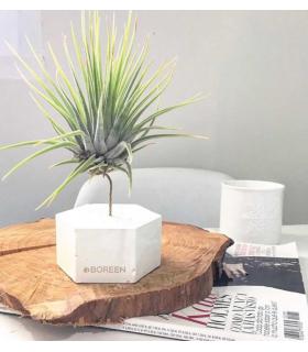 Comprar Planta de aire tillandsia con soporte Hexágono de cimento