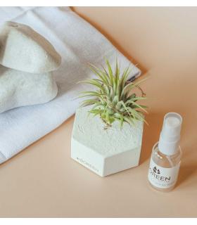 Comprar Planta de aire tillandsia con soporte Hexágono de cemento