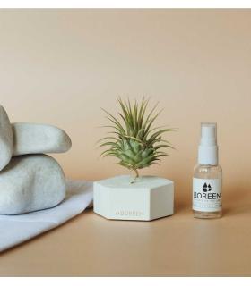 Comprar Planta de aire tillandsia con soporte Cement hexagon