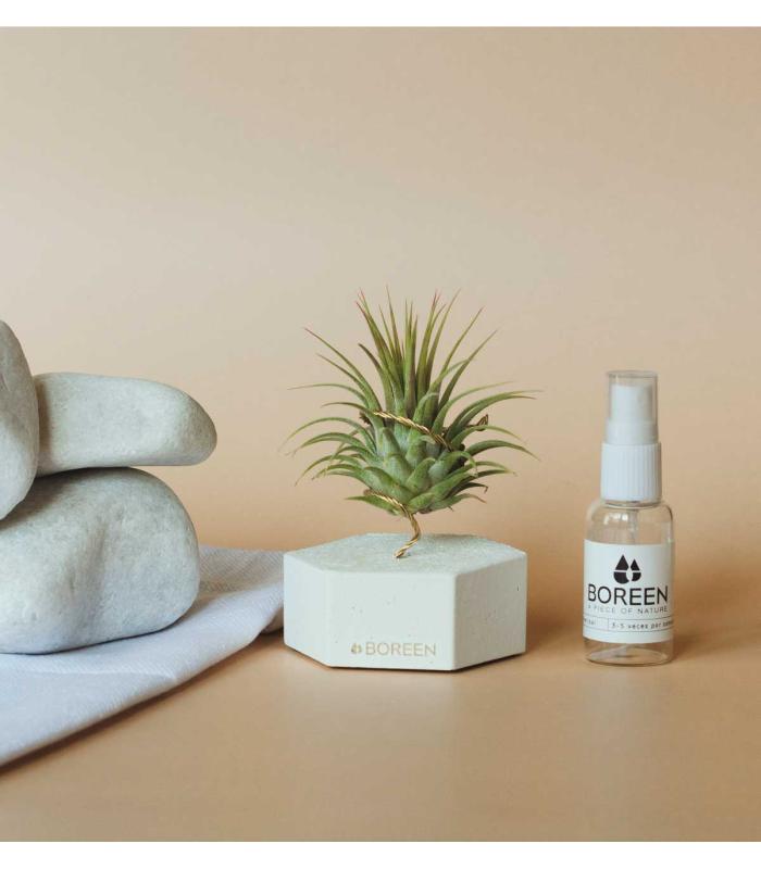 Comprar Planta de aire tillandsia con soporte Hexágono de cemento