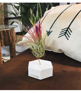 Comprar Planta de aire tillandsia con soporte Hexagone de ciment
