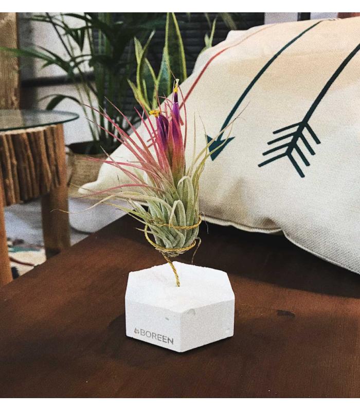 Comprar Planta de aire tillandsia con soporte Hexágono de cimento