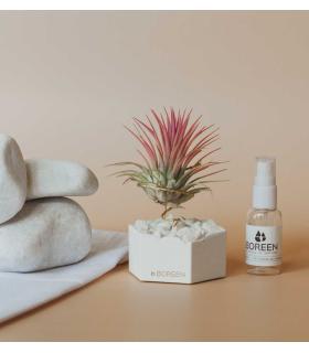 Comprar Planta de aire tillandsia con soporte Hexágono de cemento con piedras