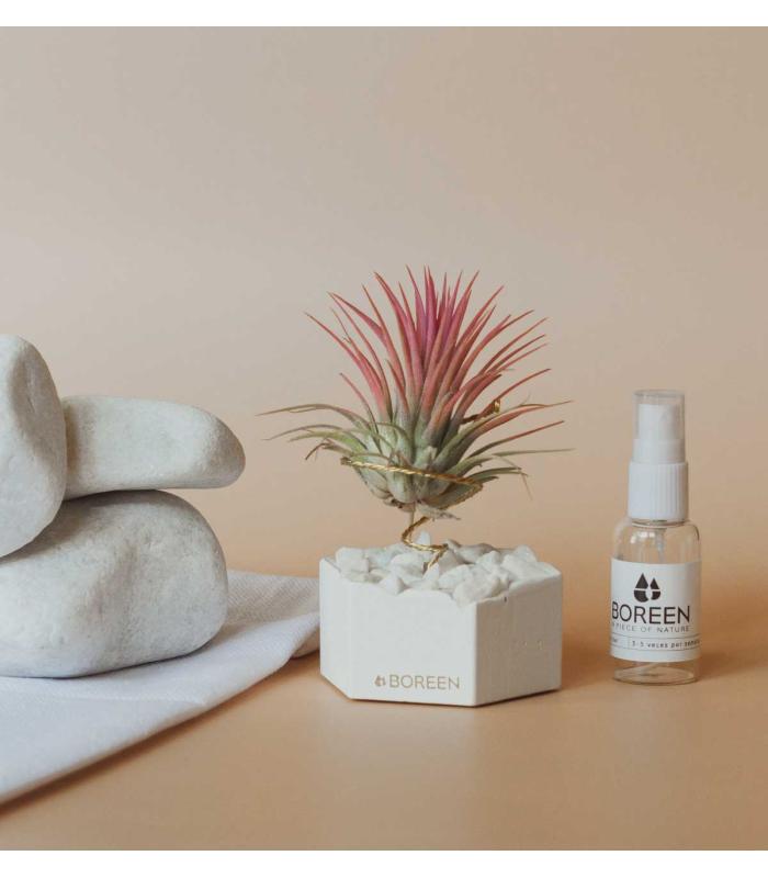 Comprar Planta de aire tillandsia con soporte Hexágono de cemento con piedras