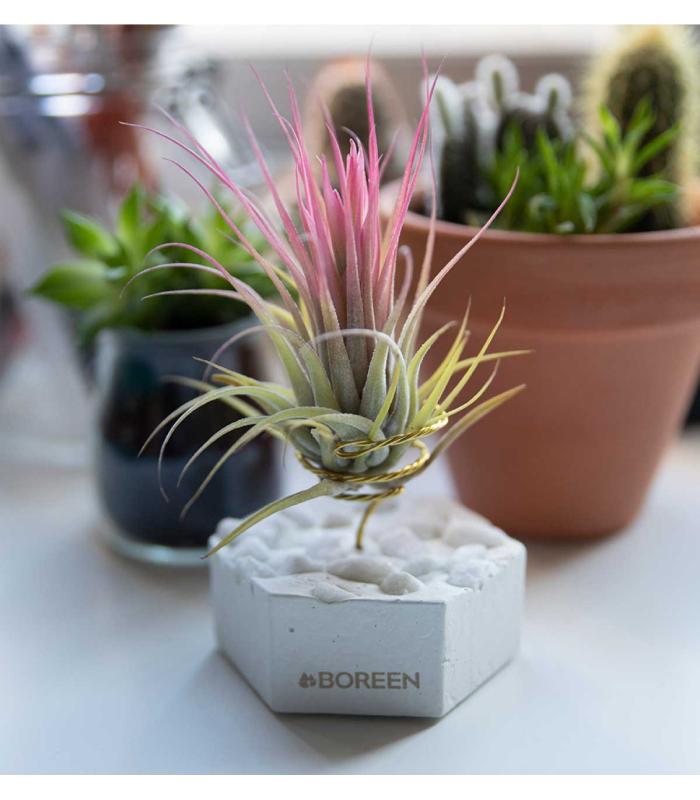 Comprar Planta de aire tillandsia con soporte Esagono di cemento con pietre