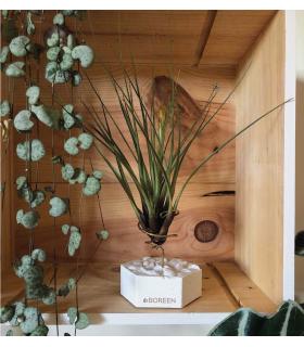 Comprar Planta de aire tillandsia con soporte Hexágono de cimento com pedras
