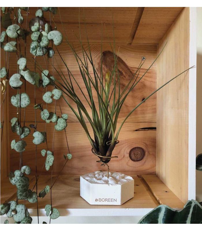 Comprar Planta de aire tillandsia con soporte Hexágono de cemento con piedras