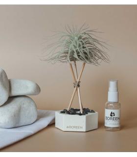 Comprar Planta de aire tillandsia con soporte Hexagone de ciment avec pierres et tiges