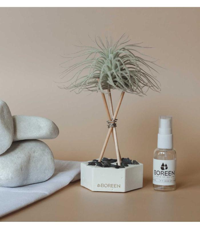 Comprar Planta de aire tillandsia con soporte Zementsechseck mit Steinen und Stäben