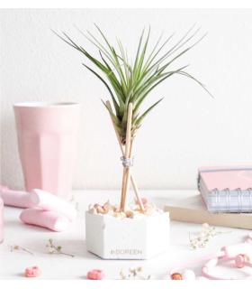 Comprar Planta de aire tillandsia con soporte Hexágono de cemento con piedras y varillas