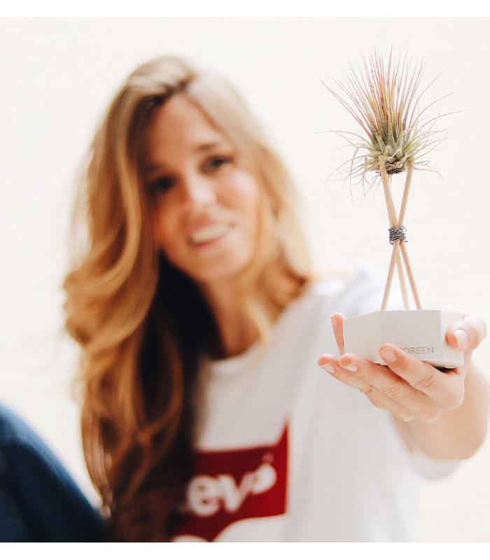 Comprar Planta de aire tillandsia con soporte Hexágono de cimento com hastes