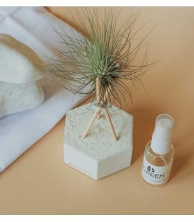 Comprar Planta de aire tillandsia con soporte Hexágono de cimento com hastes