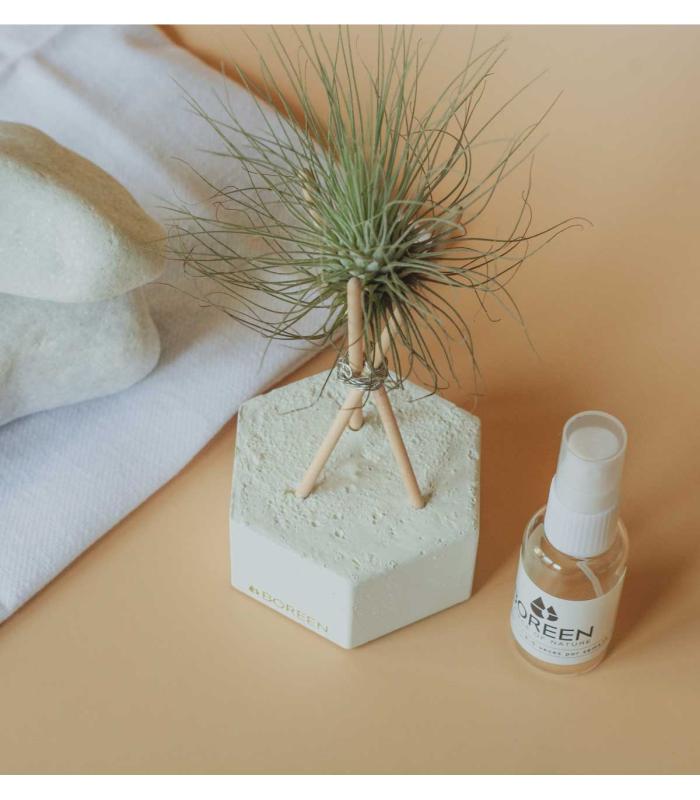 Comprar Planta de aire tillandsia con soporte Hexágono de cimento com hastes