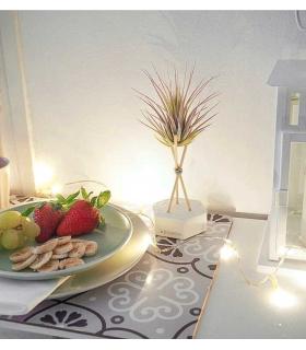 Comprar Planta de aire tillandsia con soporte Hexagone de ciment avec tiges