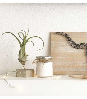 Comprar Planta de aire tillandsia con soporte Hexágono de hormigón