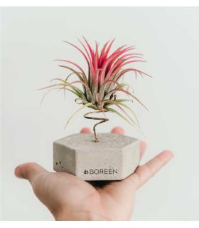 Comprar Planta de aire tillandsia con soporte Esagono di cemento