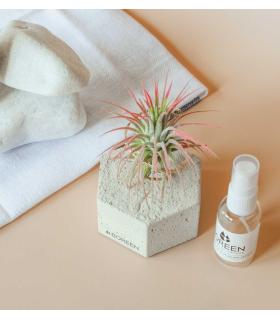 Comprar Planta de aire tillandsia con soporte Concrete hexagon