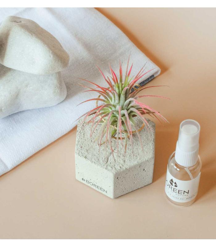 Comprar Planta de aire tillandsia con soporte Concrete hexagon