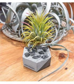 Comprar Planta de aire tillandsia con soporte Hexágono de hormigón con piedras