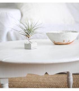 Comprar Planta de aire tillandsia con soporte Esagono in calcestruzzo con pietre