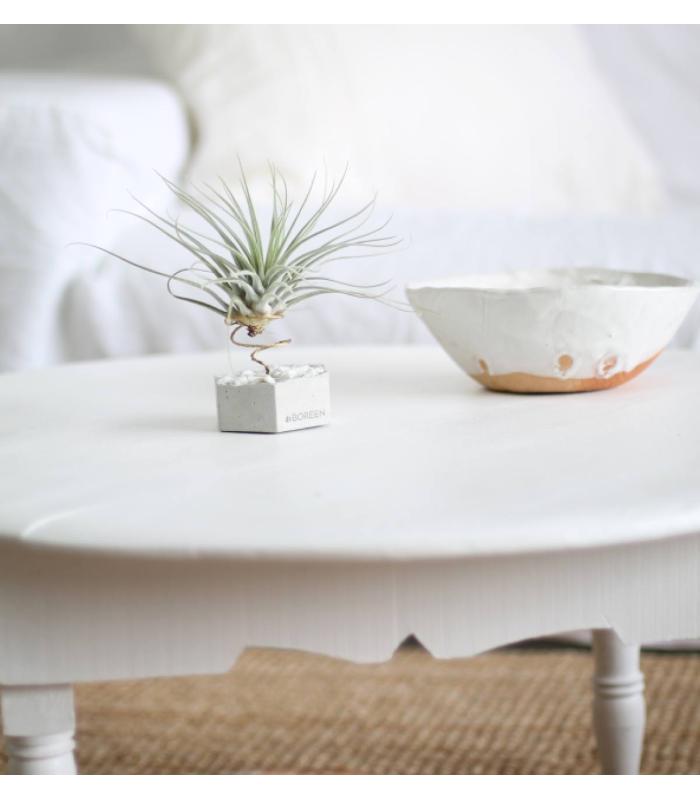 Comprar Planta de aire tillandsia con soporte Hexagone en béton avec des pierres