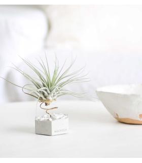 Comprar Planta de aire tillandsia con soporte Concrete hexagon with stones