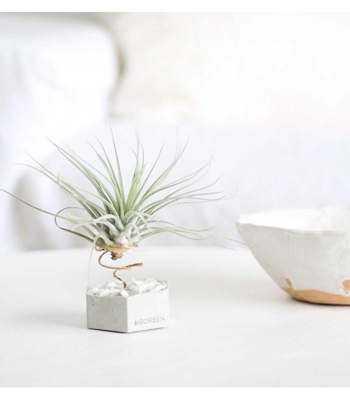 Comprar Planta de aire tillandsia con soporte Hexágono de hormigón con piedras