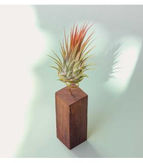 Comprar Planta de aire tillandsia con soporte Ripa de madeira 10cm