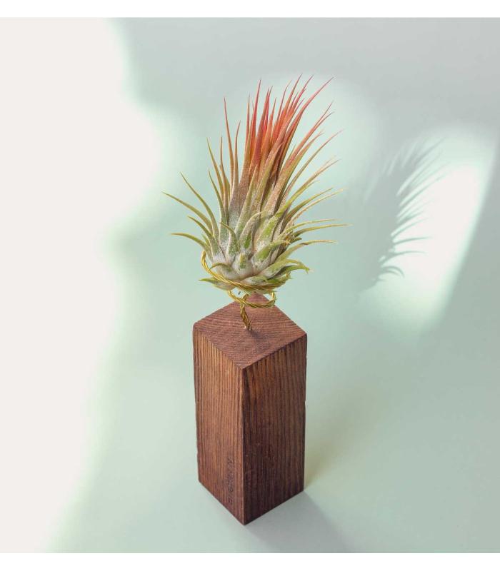 Comprar Planta de aire tillandsia con soporte Listón de madera 10cm