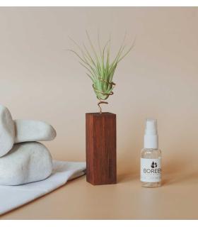 Comprar Planta de aire tillandsia con soporte Listello in legno da 10cm