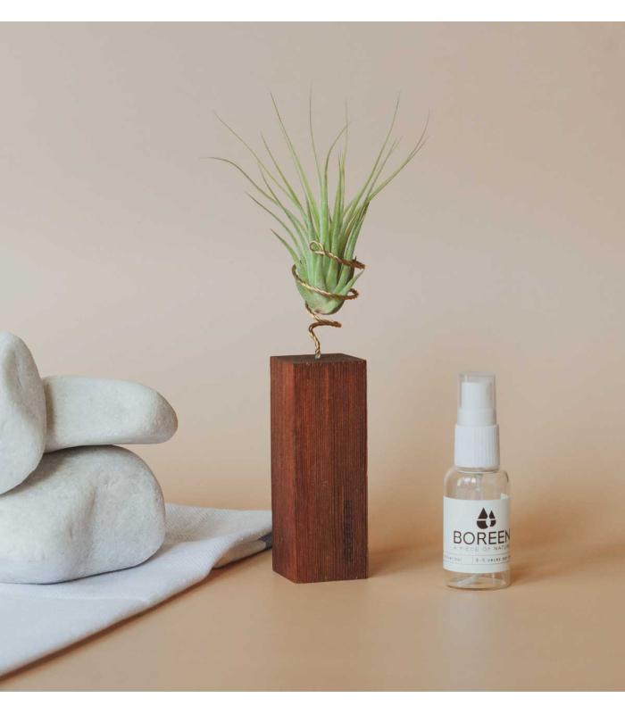 Comprar Planta de aire tillandsia con soporte Latte de bois carrée 10cm