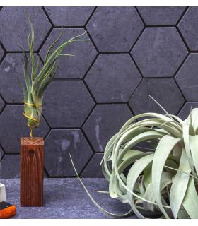 Comprar Planta de aire tillandsia con soporte Listello in legno da 10cm