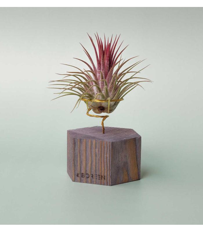 Comprar Planta de aire tillandsia con soporte Esagono in legno