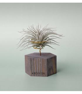 Comprar Planta de aire tillandsia con soporte Hexagone en bois
