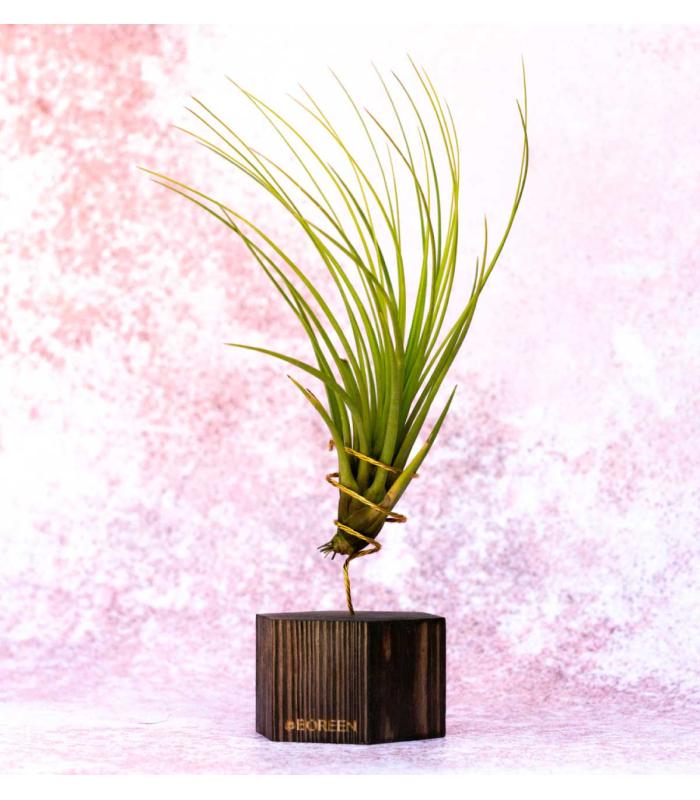 Comprar Planta de aire tillandsia con soporte Hexágono de madeira