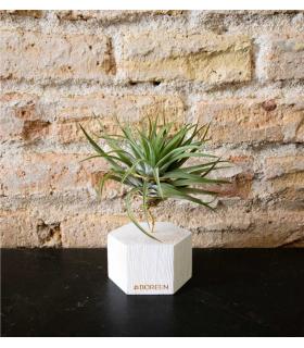 Comprar Planta de aire tillandsia con soporte Hexágono de madeira