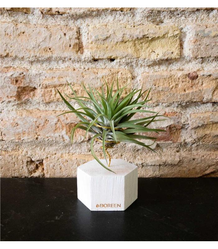 Comprar Planta de aire tillandsia con soporte Esagono in legno