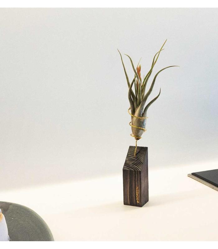 Comprar Planta de aire tillandsia con soporte Wooden strip 45º