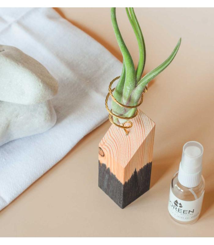 Comprar Planta de aire tillandsia con soporte Listón de madera 45º