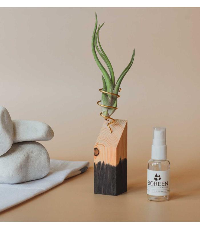 Comprar Planta de aire tillandsia con soporte Wooden strip 45º