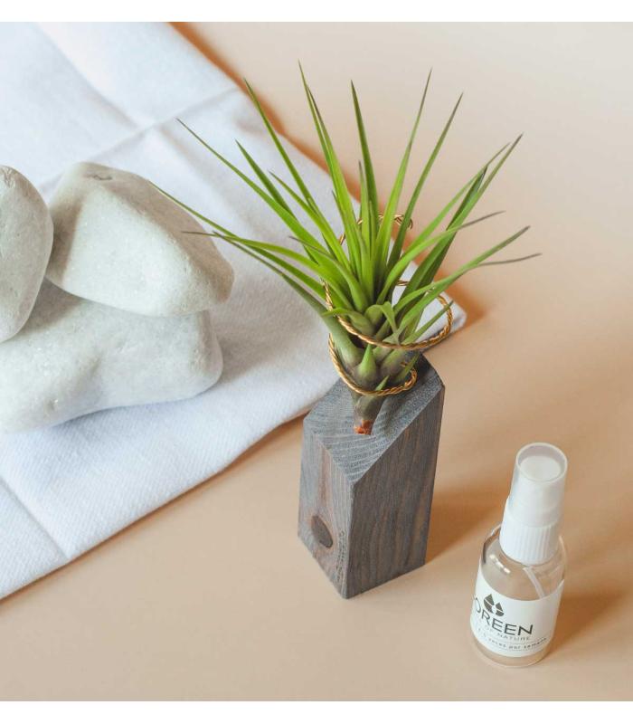 Comprar Planta de aire tillandsia con soporte Holzleiste 45º