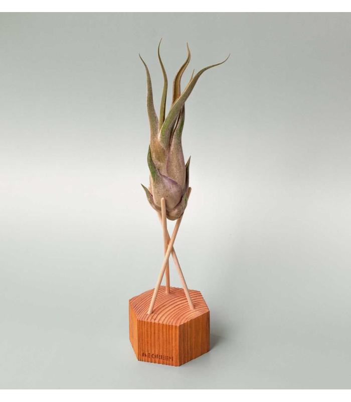 Comprar Planta de aire tillandsia con soporte Holzsechseck mit Stangen