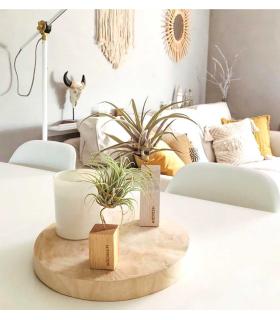 Comprar Planta de aire tillandsia con soporte Holzleiste 5cm