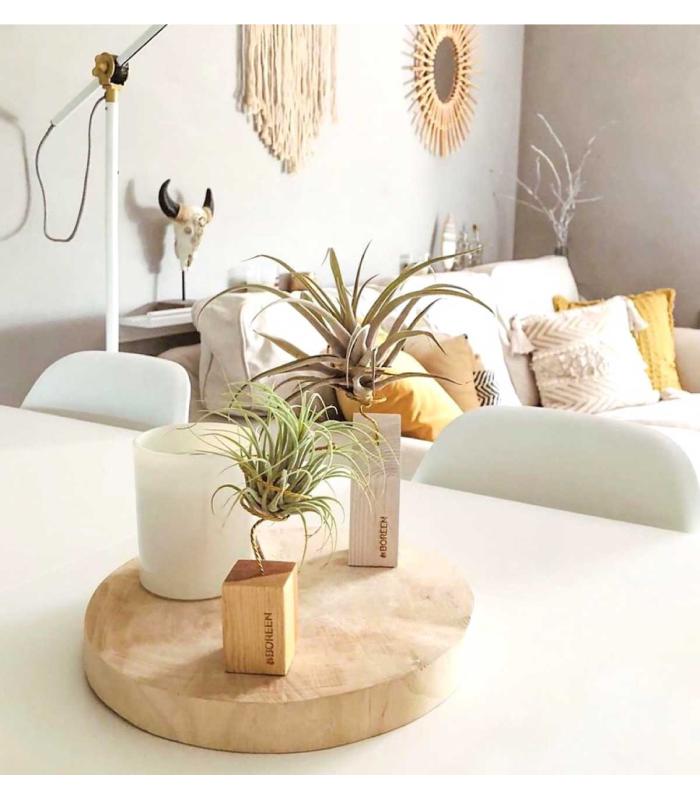 Comprar Planta de aire tillandsia con soporte Holzleiste 5cm