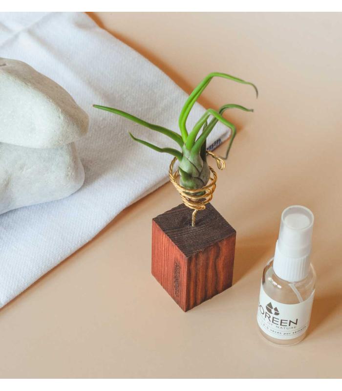 Comprar Planta de aire tillandsia con soporte Listello in legno da 5cm