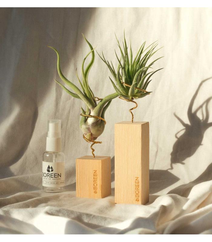 Comprar Planta de aire tillandsia con soporte Listón de madera 5cm